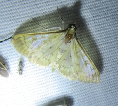Mimorista subcostalis