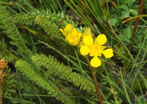 Ivesia lycopodioides