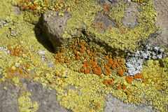 Polycauliona inconspecta