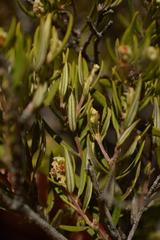 Phylica oleifolia