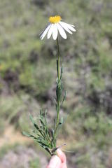 Dimorphotheca caulescens
