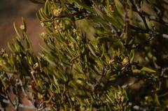 Phylica oleifolia