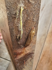 Prophysaon foliolatum