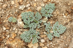 Oreonana clementis