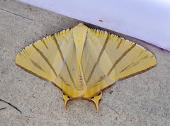 Ourapteryx sciticaudaria