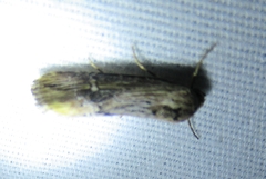 Crambodes talidiformis