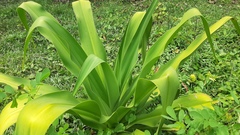 Crinum × amabile