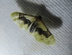 Idaea gemmata