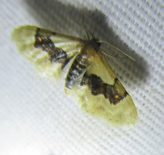 Idaea gemmata