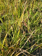 Carex lyngbyei