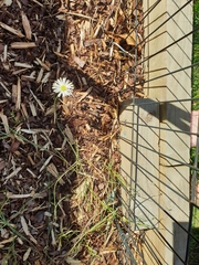 Brachyscome basaltica