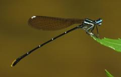 Allocnemis leucosticta