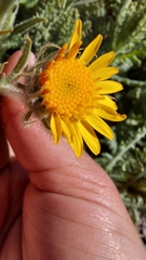 Senecio adenotrichius
