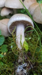 Cortinarius lucorum