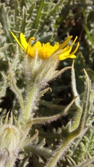 Senecio adenotrichius