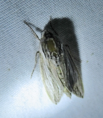 Cucullia laetifica