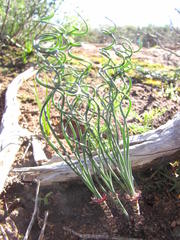 Gethyllis verticillata