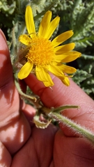 Senecio adenotrichius