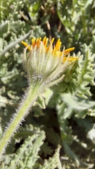 Senecio adenotrichius