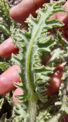 Senecio adenotrichius