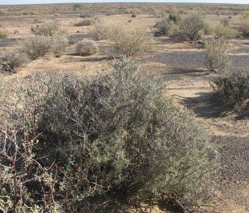Sand Gannabush (Calobota spinescens)