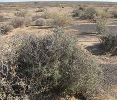 Calobota spinescens