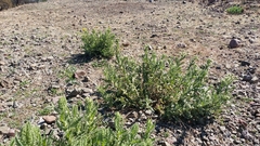 Senecio adenotrichius