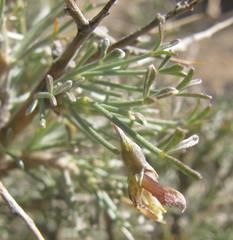 Calobota spinescens