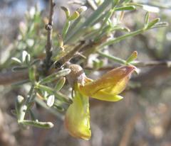 Calobota spinescens