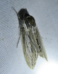 Cucullia laetifica