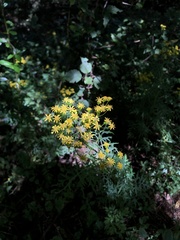 Nemosenecio formosanus