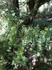 Nemosenecio formosanus