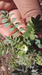 Polemonium micranthum