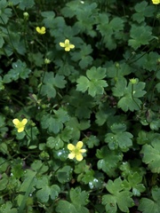 Ranunculus taisanensis