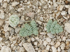 Oreonana clementis