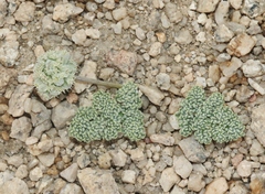 Oreonana clementis