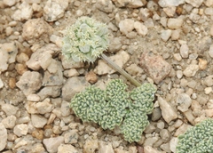 Oreonana clementis
