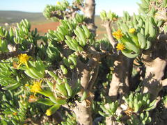 Senecio laticipes