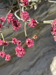 Eriogonum grande rubescens