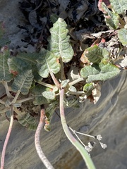 Eriogonum grande rubescens