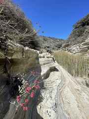 Eriogonum grande rubescens