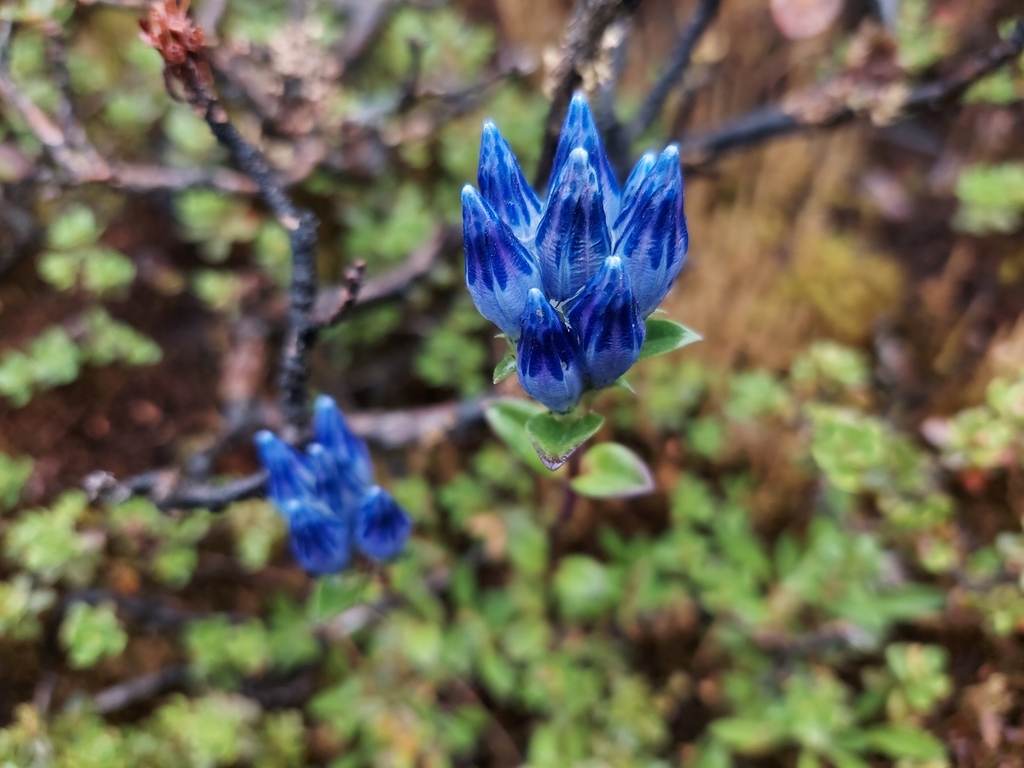 Gentiana elwesii