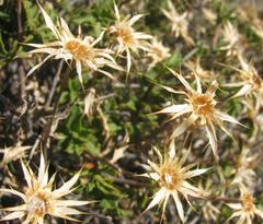 Berkheya spinosa