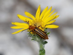 Pyrota lineata