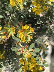 Acmispon dendroideus dendroideus