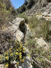 Acmispon dendroideus dendroideus