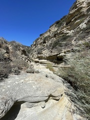 Acmispon dendroideus dendroideus