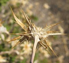 Berkheya spinosa