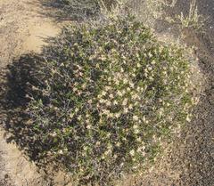 Berkheya spinosa