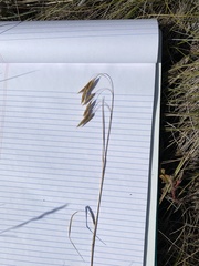Bromus porteri